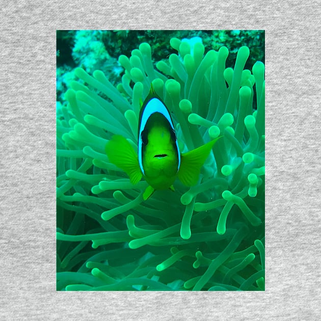 Anemone fish by likbatonboot